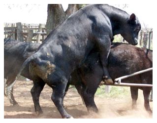Tradiciones que perduran y errores que se siguen cometiendo en el manejo de los rodeos de cría. Técnicas superadoras - Image 12