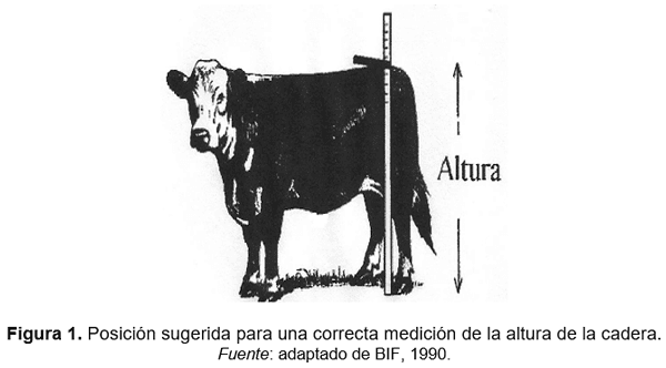 Tradiciones que perduran y errores que se siguen cometiendo en el manejo de los rodeos de cría. Técnicas superadoras - Image 4