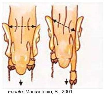 Tradiciones que perduran y errores que se siguen cometiendo en el manejo de los rodeos de cría. Técnicas superadoras - Image 10