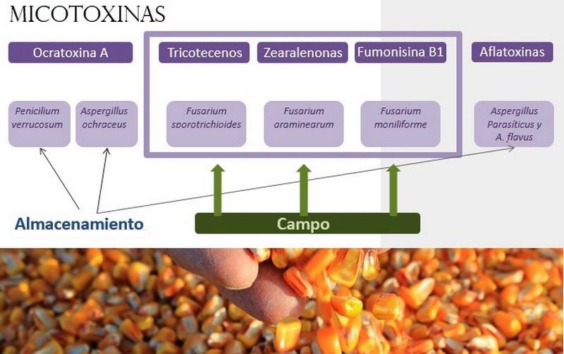 Micotoxinas en avicultura - Image 1