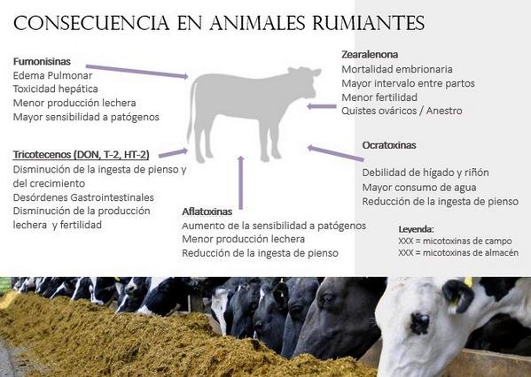 Micotoxinas en avicultura - Image 1