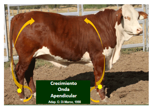 crecimiento onda apendicular