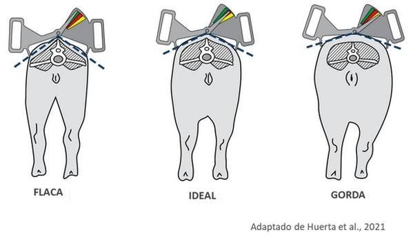 Evaluación de la condición corporal de la cerda: Uso del Caliper y su Importancia - Image 1