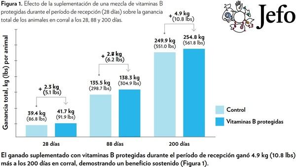 EFECTO DE LA VITAMINAS B PROTEGIDAS DURANTE EL PERÍODO DE RECEPCIÓN EN EL DESEMPEÑO DEL GANADO DE CARNE - Image 3
