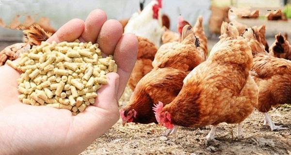 Cómo ahorrar los costos de alimentación de las aves de corral - Image 1