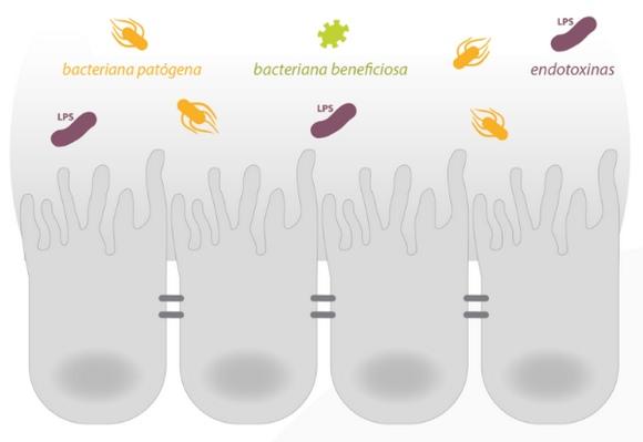 El efecto sinérgico de las micotoxinas y endotoxinas - Image 3