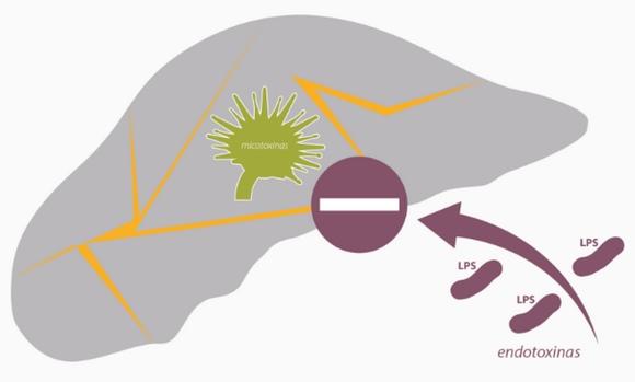 El efecto sinérgico de las micotoxinas y endotoxinas - Image 4