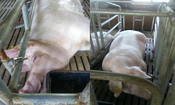 Mecanismo de acción del ácido biliar contra micotoxinas en cerdos - Image 8