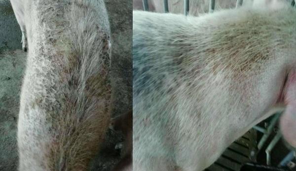 Mecanismo de acción del ácido biliar contra micotoxinas en cerdos - Image 7