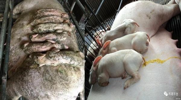 Mecanismo de acción del ácido biliar contra micotoxinas en cerdos - Image 5