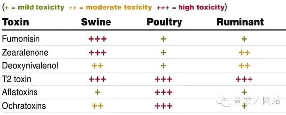 Mecanismo de acción del ácido biliar contra micotoxinas en cerdos - Image 1