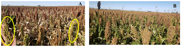 Fig.6 .Hibrido de sorgo, Advanta 1350IG ,sembrado en zona Partido Gral Viamonte, Los Toldos Pcia de Bs As ;A),Siembra, última semana de octubre 2021.Efecto de helada temprana (hojas secas) y desuniformidad del cultivo por problemas de sequía y ataque de pulgones, ademas de los fuera de tipos. Panojas en madurez fisiológica y lechoso/pastoso; B) Hibrido Advanta 1350IG en la misma zona, en campo enfrentados, pero con fecha de siembra, mediado de noviembre. Panojas en estado de lechoso/pastoso. Desuniformidad de cultivo en fenologia y fuera de tipos. Foto: gentileza Juliana Videla. 5/04/22.