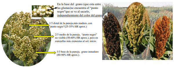Fig.3. Panojas de híbridos de sorgo INTA, mostrando los distintos colores del pericarpio, sin y con distintos niveles de taninos condensados, con menores valores de porcentajes de humedad desde el extremo distal a la base,en respuesta al tiempo de llenado del grano y polinización que se inicia en el primer tercio. En cualquiera de los casos, se observa muy bien el “punto negro” a partir de aproximdamente el 30% de humedad del grano . Fuente y fotos : Laura M. Giorda.