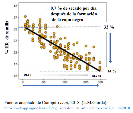 Fig. 2 .Tasa de secado del grano y tiempo en Grados Días (GD) despues de la formación del punto negro (° C/día)-En 28 días bajó de 33 al 14%.