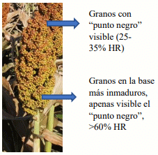 Secado de sorgo granifero a cosecha. Esperar las heladas o usar desecantes ? - Image 1