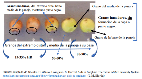 Fig.4. Granos de sorgo en varios estados de madurez, tomados de la misma panoja, mostrando el desarrollo del punto negro que se visualiiza a medida que el grano pierde humedad hasta el 25 % aproximadamente.