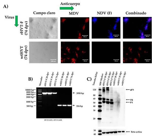 Un Herpesvirus de Pavo Recombinante que Expresa la Proteína F del Genotipo XII del Virus de la Enfermedad de Newcastle Generado por los Sistemas NHEJ-CRISPR/Cas9 y Cre-LoxP Confiere Protección contra un Desafío del Genotipo XII en Pollos - Image 7