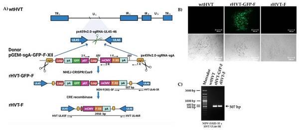 Un Herpesvirus de Pavo Recombinante que Expresa la Proteína F del Genotipo XII del Virus de la Enfermedad de Newcastle Generado por los Sistemas NHEJ-CRISPR/Cas9 y Cre-LoxP Confiere Protección contra un Desafío del Genotipo XII en Pollos - Image 2