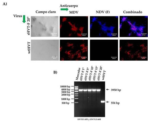 Un Herpesvirus de Pavo Recombinante que Expresa la Proteína F del Genotipo XII del Virus de la Enfermedad de Newcastle Generado por los Sistemas NHEJ-CRISPR/Cas9 y Cre-LoxP Confiere Protección contra un Desafío del Genotipo XII en Pollos - Image 1