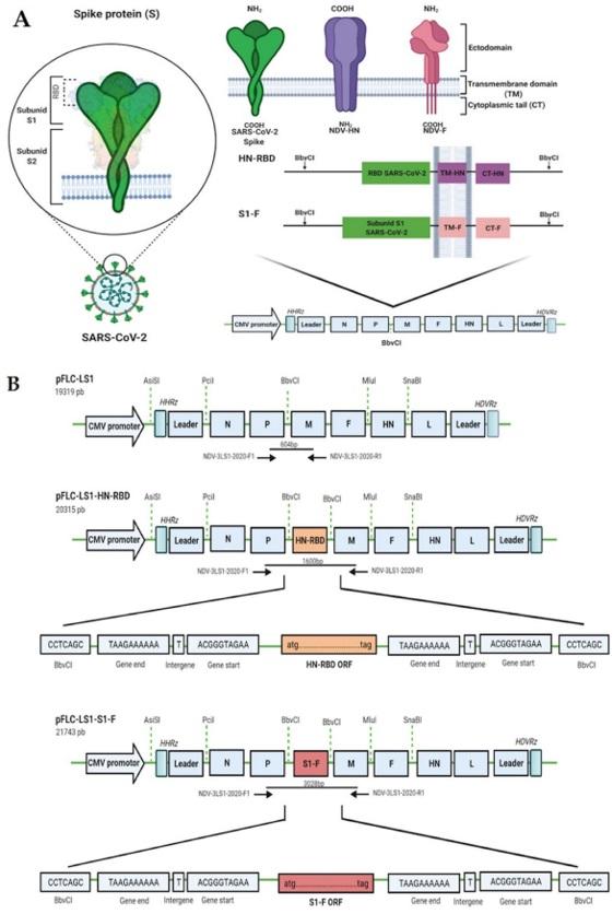 Vacunación intranasal de hámsteres con el vector del virus de la enfermedad de Newcastle - Image 8