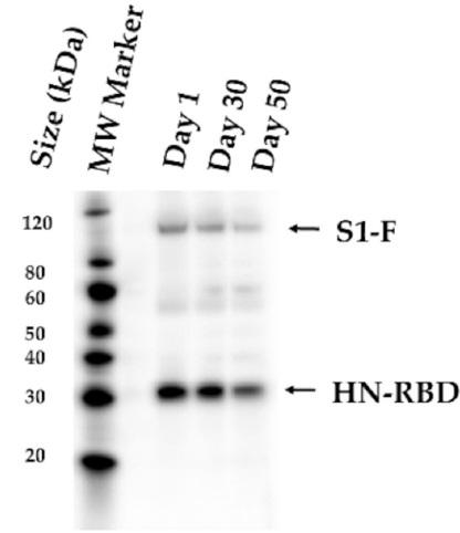 Vacunación intranasal de hámsteres con el vector del virus de la enfermedad de Newcastle - Image 4