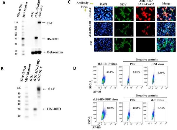 Vacunación intranasal de hámsteres con el vector del virus de la enfermedad de Newcastle - Image 2