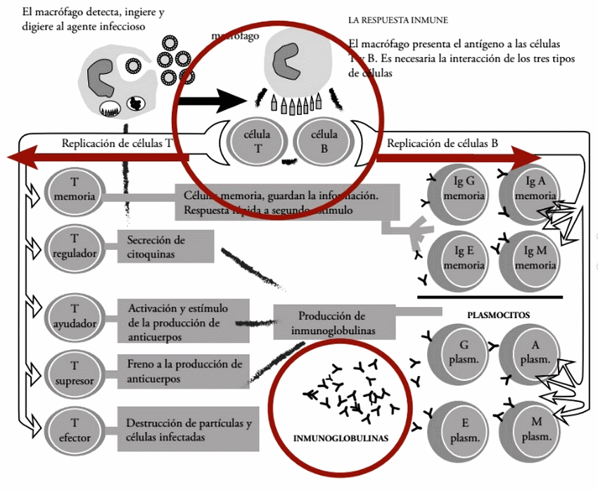 Salud intestinal ¿Qué se puede hacer en medio del caos? - Image 1