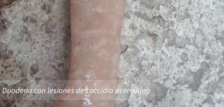 Duodeno con lesiones de coccidia acervulina