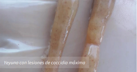 Yeyuno con lesiones de coccidia máxima