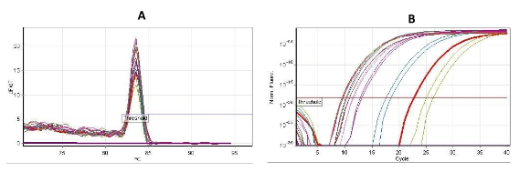 Fig. 1. Identificación de AIV a partir de hisopados mediante PCR en tiempo real dirigido al gen M