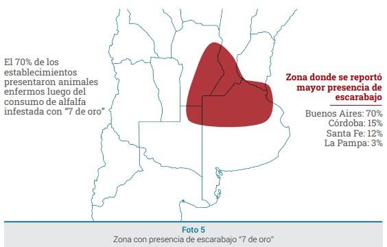 Mortandad en bovinos, equinos y ovinos asociada al consumo de alfalfa infestada con el escarabajo “7 de oro” (Astylus atromaculatus) - Image 4