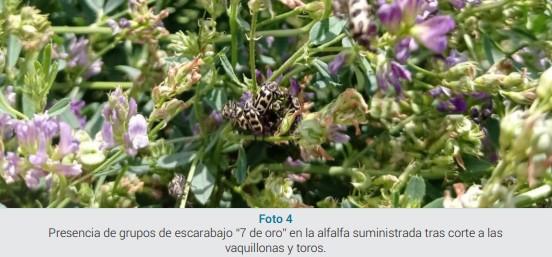 Mortandad en bovinos, equinos y ovinos asociada al consumo de alfalfa infestada con el escarabajo “7 de oro” (Astylus atromaculatus) - Image 3