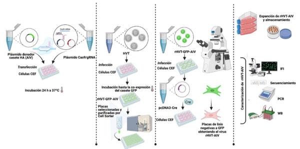 Figura 1. Flujograma de trabajo para la construcción y recuperación del virus recombinante rHVT-AIV H5 por CRISPR/Cas9-NHEJ.
