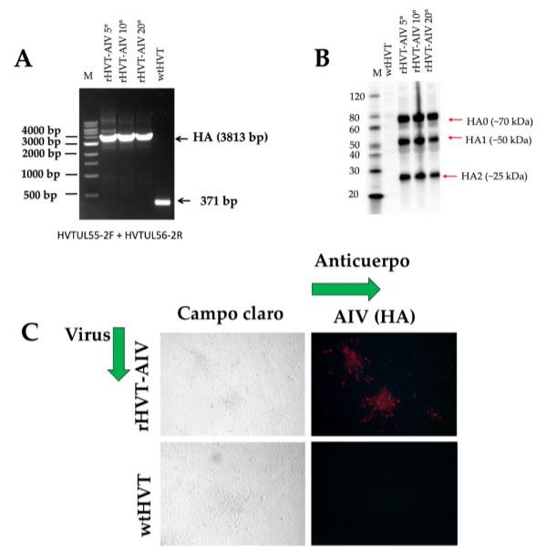 Figura 3. Muestra la evaluación In vitro de la estabilidad del gen HA en el genoma del virus rHVT-AIV H5. Las células CEF fueron infectadas con el virus rHVT-AIV H5 durante 20 pasajes. (A) Cada 5 pasajes la presencia del gen HA en el genoma del rHVT-AIV H5 fue evaluado mediante PCR convencional, el wtHVT fue utilizado como control negativo. la flecha negra indica el tamaño de la banda esperada. (B) La expresión de la proteína HA fue evaluado en células CEF infectadas con rHVT-AIV H5 mediante Western blot cada 5 pasajes, donde detectamos una banda de ∼70kDa que representó la proteína precursora de HA (HA0), una banda de ∼50kDa que representó la subunidad clivada HA1, y una banda de ∼25kDa que representó la subunidad clivada HA2. Como control negativo utilizamos células infectadas con wtHVT. La flecha roja indica el tamaño de la banda esperada. (C) La expresión de la proteína HA fue evaluado por ensayo de inmunofluorescencia indirecta (C) en células CEF infectadas con el rHVT-AIV H5, como control negativo se utilizaron células CEF infectadas con el wtHVT.
