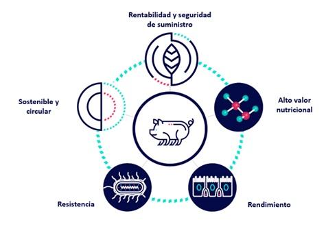 IDY-M30: una proteína funcional de nueva generación para lechones - Image 1
