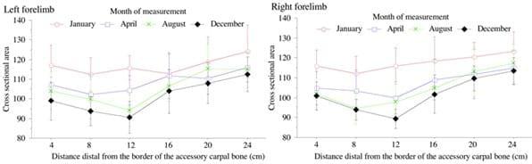 Se podrá entrenar el tendón flexor superficial en caballos? - Image 7