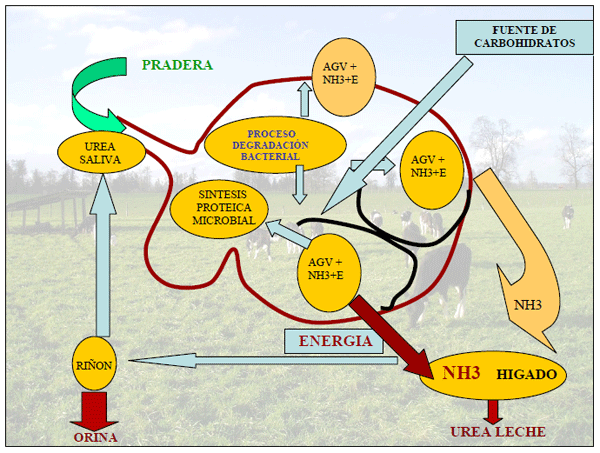 Manejo nutricional del metabolismo proteico en vacas en lactancia pastoreando praderas ricas en proteina - Image 4