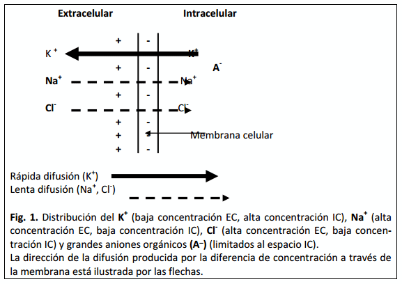 Cationes en la función Neuromuscular - Image 3