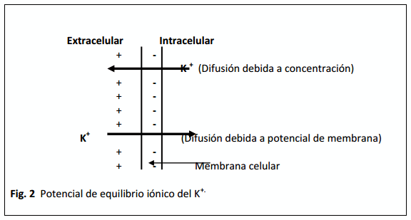 Cationes en la función Neuromuscular - Image 4