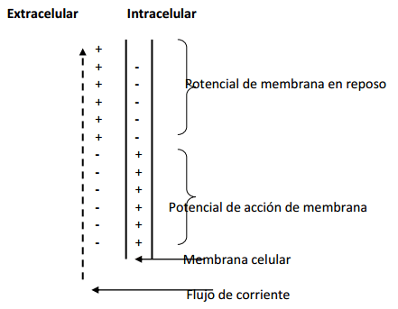 Cationes en la función Neuromuscular - Image 6