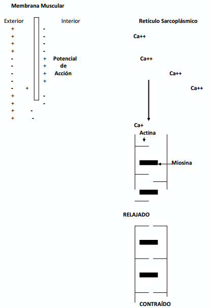 Cationes en la función Neuromuscular - Image 8