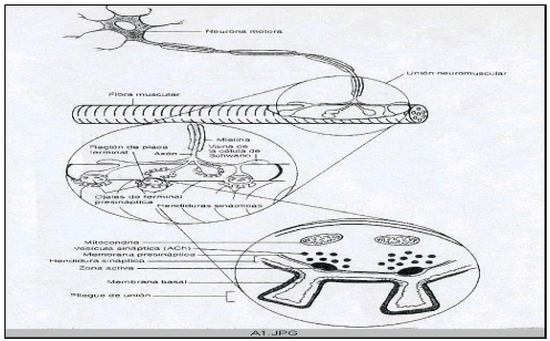 Cationes en la función Neuromuscular - Image 7