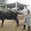 Ramon Junco Luna