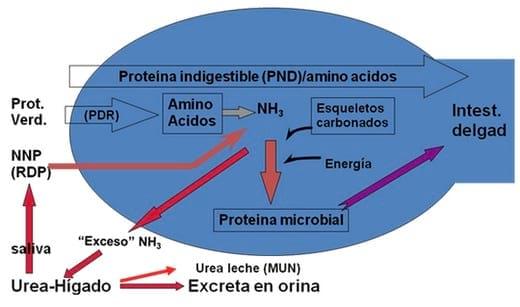 Utilización de una fuente de NNP de liberación controlada y segura en la alimentación de la vaca lechera altamente productora - Image 2