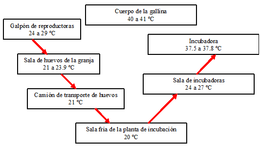 Huevo incubable. ¿Causa o consecuencia? - Image 1