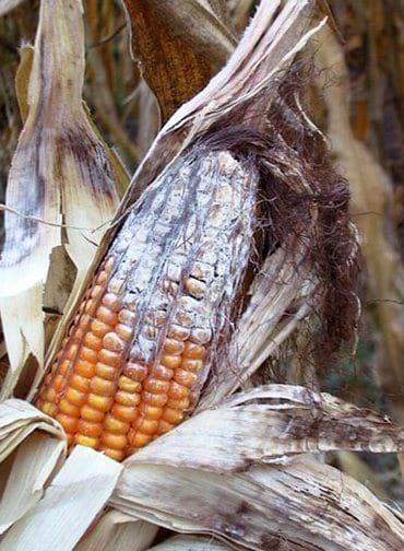 Formación de híbridos resistentes a fusarium verticillioides en maíz - Image 1