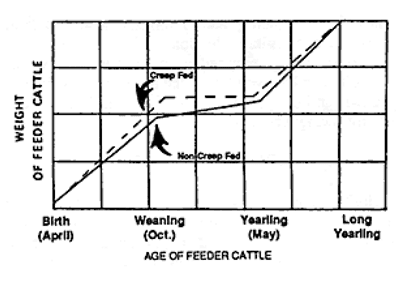 Suplementación del rodeo de cría (Creep feeding) - Image 7