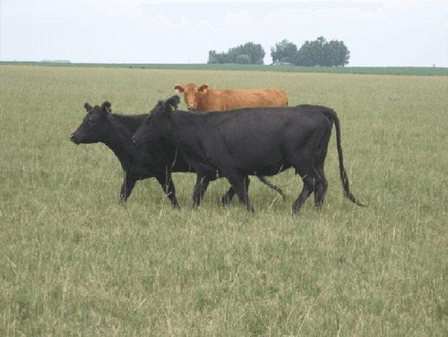 Suplementación del rodeo de cría (Creep feeding) - Image 9