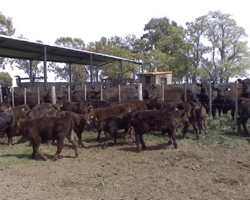 Suplementación del rodeo de cría (Creep feeding) - Image 8