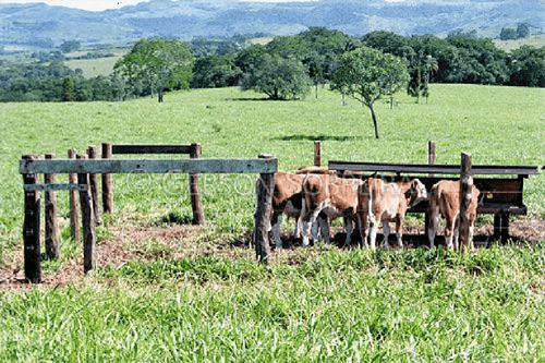 Suplementación del rodeo de cría (Creep feeding) - Image 3